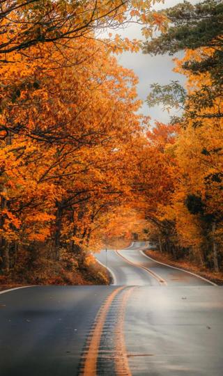 好看的秋天道路美景壁纸图片