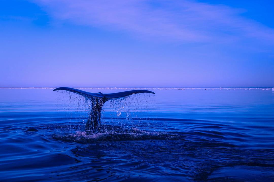 大海鲸鱼尾巴图片高清唯美电脑壁纸