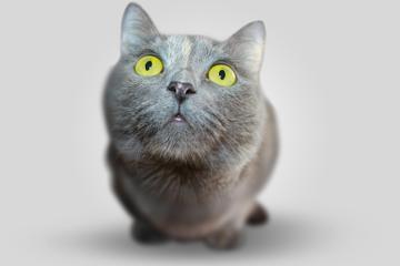 4k可爱猫猫高清图片电脑壁纸