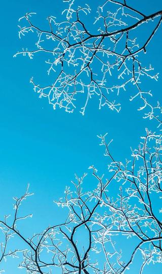 2023高清唯美冬季雪树风景手机壁纸