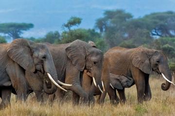 非洲象群图片高清动物壁纸下载