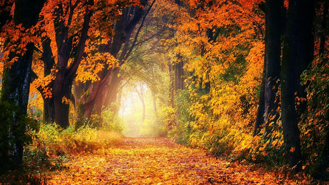 高清秋天树林小路图片风景桌面壁纸