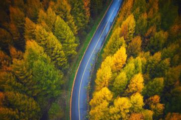 秋天穿过森林的公路高清壁纸图片