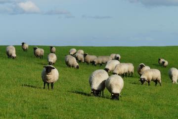 草地上绵羊图片真实照片