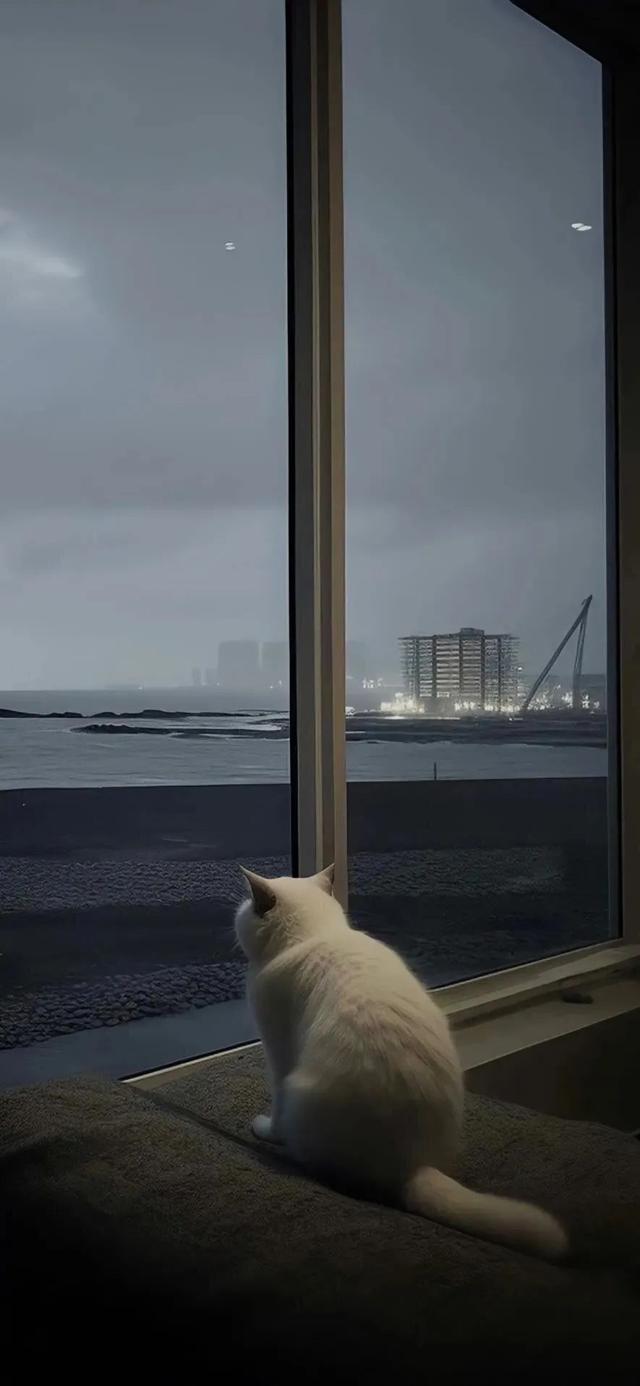 看着窗外的猫咪手机壁纸高清全屏 唯美