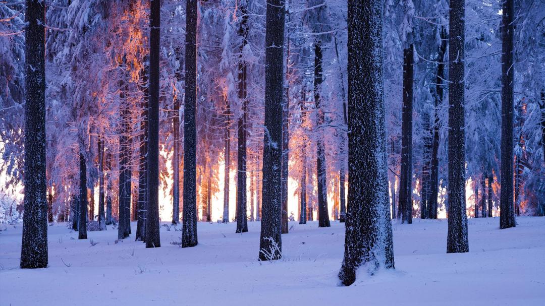 冬季树林风景图片高清壁纸2023