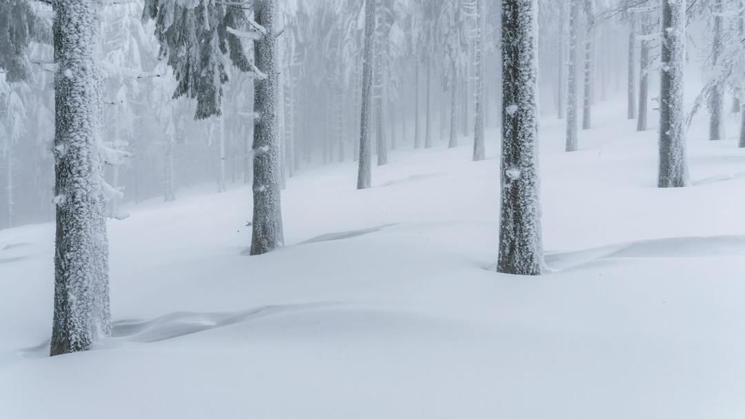 大雪树林图片简约壁纸背景图片