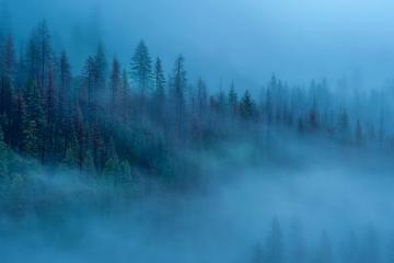 雾气缭绕树林图片高清壁纸