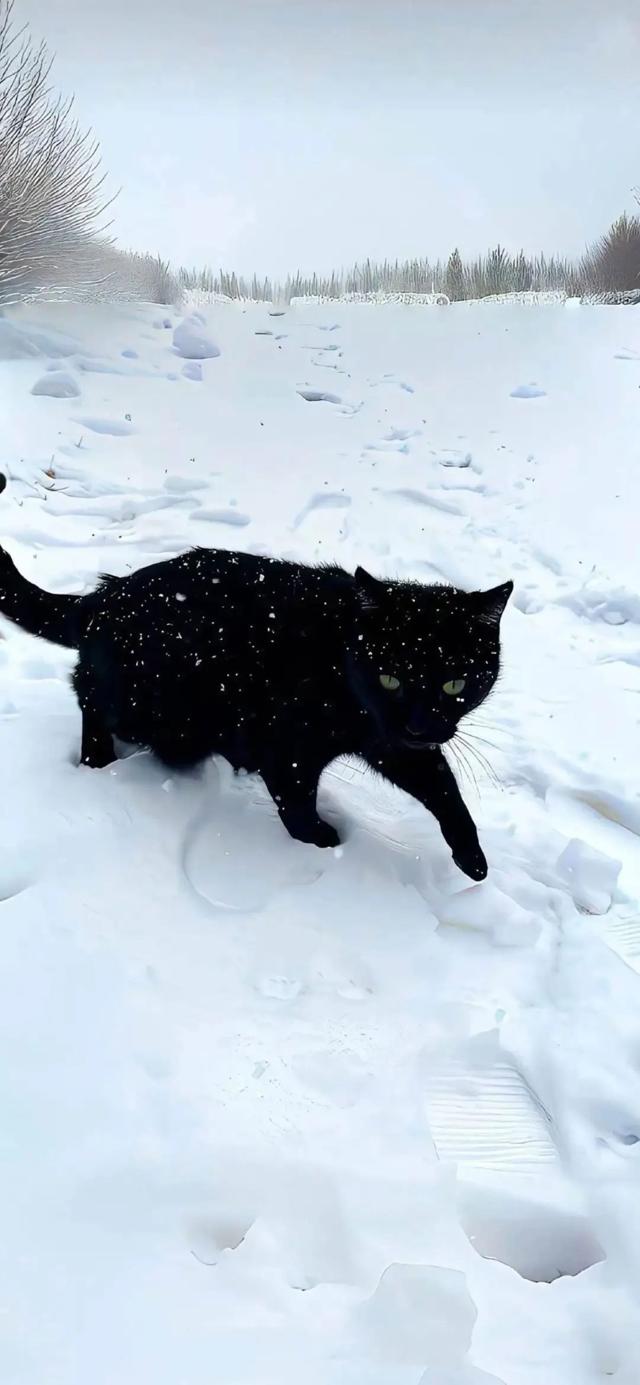 雪地里的黑猫高清手机壁纸图片