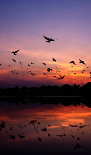 黄昏飞翔的鸟群图片 唯美手机壁纸