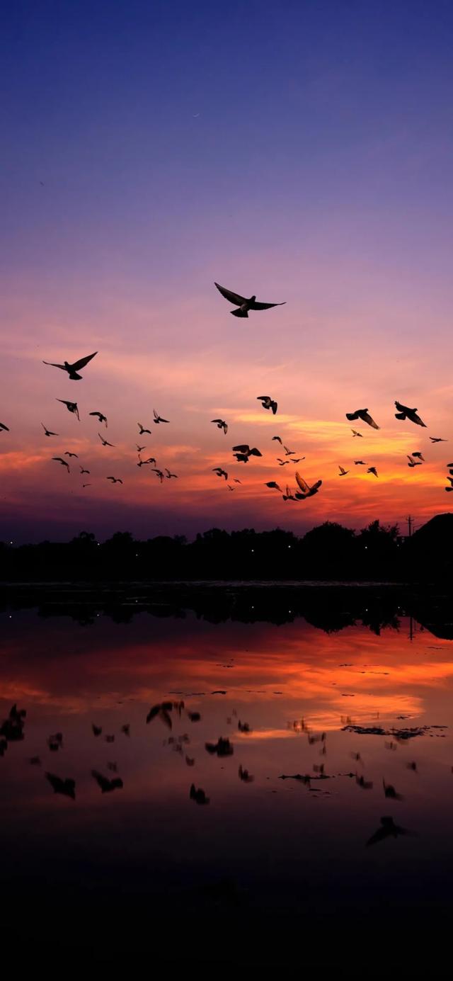 黄昏飞翔的鸟群图片 唯美手机壁纸