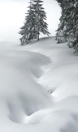 森林厚厚的大雪手机风景壁纸