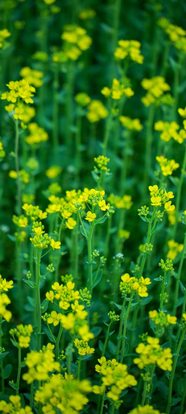 油菜花护眼手机壁纸图片