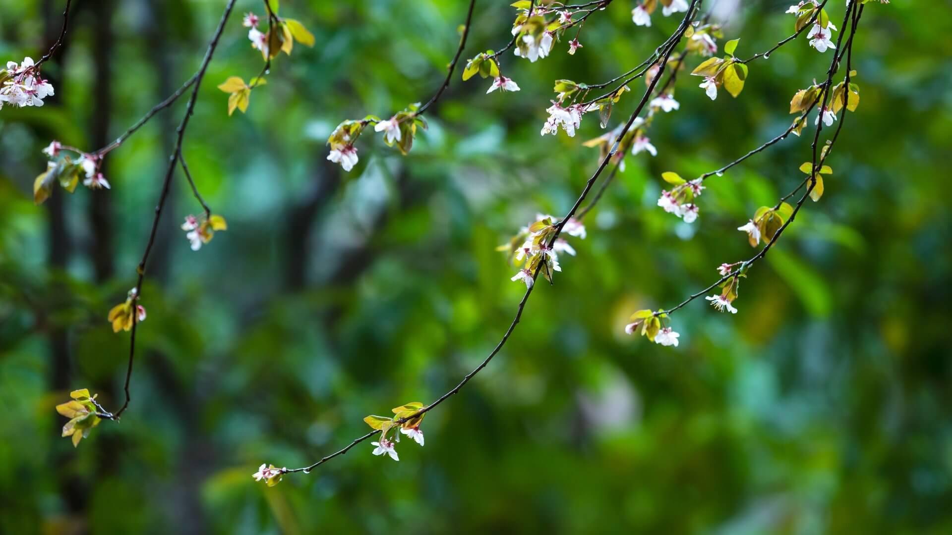 绿色养眼自然风景壁纸3