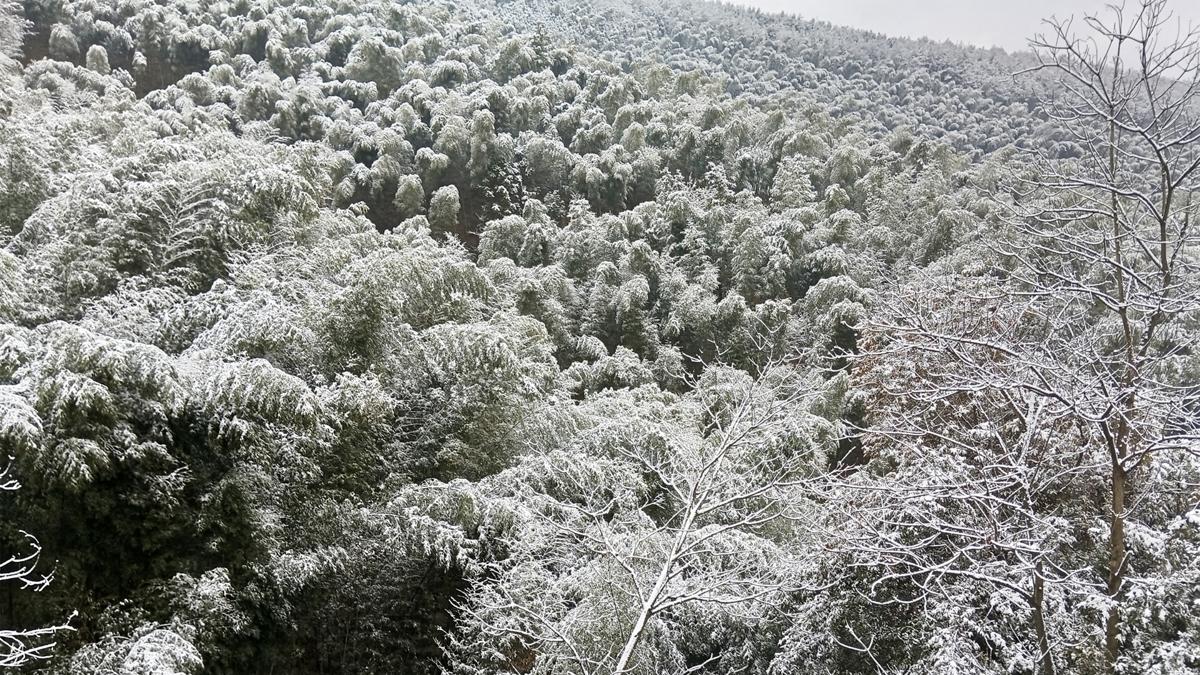 冬天竹林雪景图片高清电脑壁纸