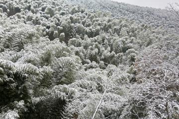 冬天竹林雪景图片高清电脑壁纸