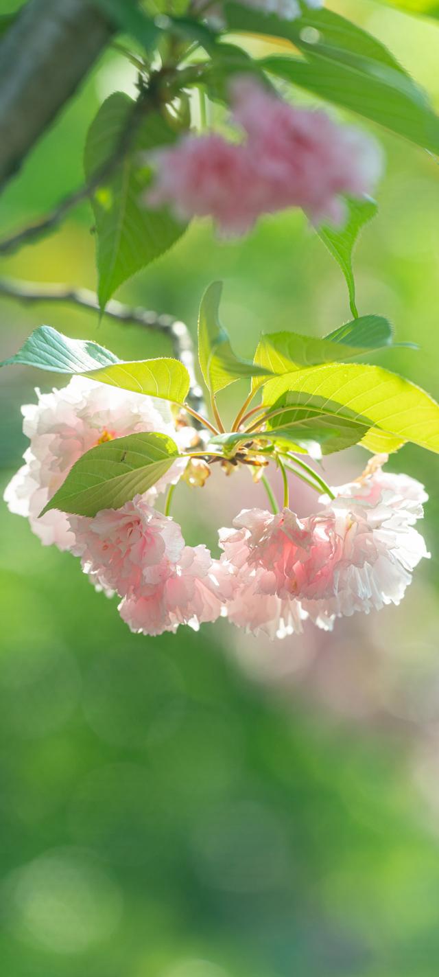 春天花朵开花的护眼手机壁纸图片