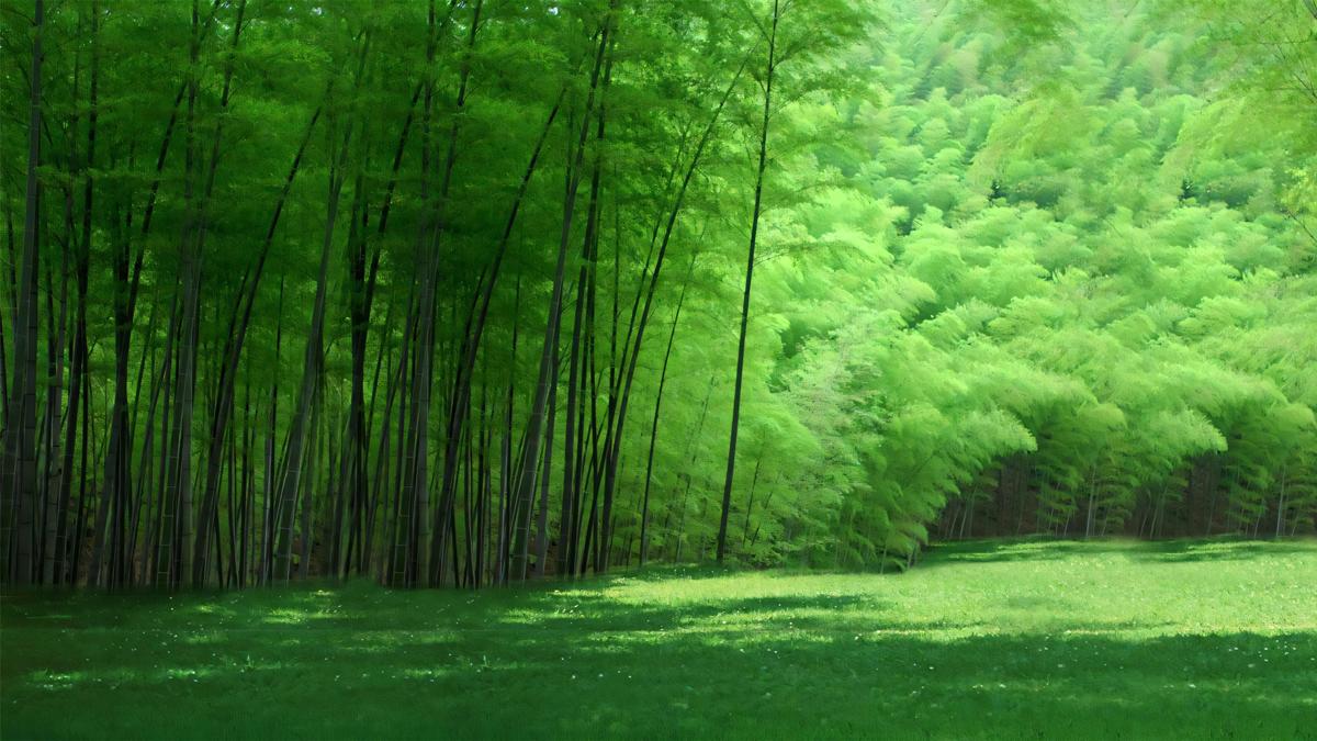 竹林护眼壁纸高清绿色背景图