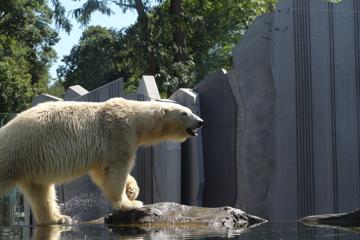 北极熊图片大全大图  北极熊可爱图片